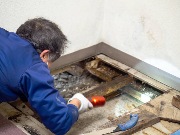 Best Mold Remediation for Schools in Red Rock, AZ