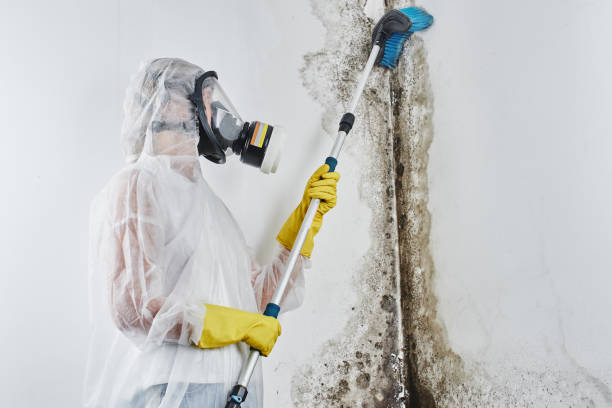 Best Emergency Mold Remediation in Red Rock, AZ