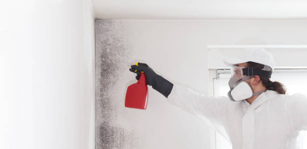 Best DIY Mold Remediation Support Services in Red Rock, AZ